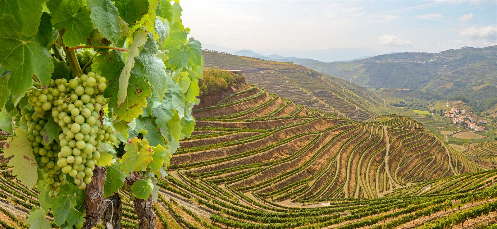 Terraced vineyards